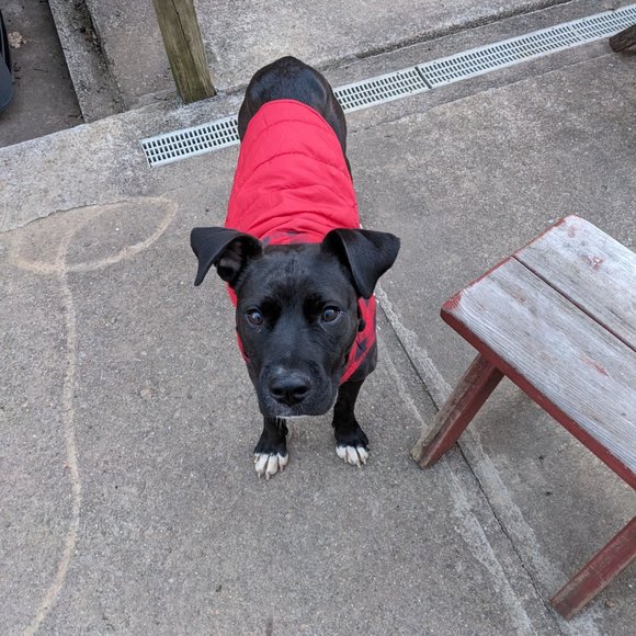 Meet your Posher, Lauren (and the Terri, and Tuga and...) - Picture 3 of 4